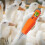 Quick Chicken Plucker Poultry Handheld Charging Hair Removal Machine 5