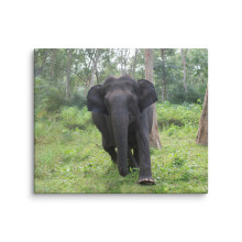 Indischer Elefant! - Leinwand (20″24″)