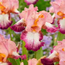 For Indoor And Outdoor Decoration-Naturalizing Perennials- Beautify Environment For Sale