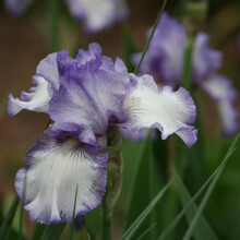 Iris Bulbs Plant, Bearded Iris for Planting, Easy to Grow Perennial, Pleasantly Scented, Cold-Resistant, Double Pearl Rhizome for Cut Flowers