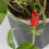 30 Pack Plant Bender Angle Adjustable Plant Training Clips Low Stress Training Clips 90 Degrees Plan 4