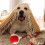 Interactive Cat and Dog Play Ball, Motion Activated Rolling Ball, Fast Rolling on Carpet Grey 7