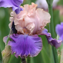 Iris Bulbs Plant, Bearded Iris for Planting, Easy to Grow Perennial, Pleasantly Scented Cut Flowers, Cold-Resistant Rhizome