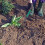 Weed Puller Manganese Steel Garden Weeding Tool with Ergonomic Long Handle for Deep Root Removal 3