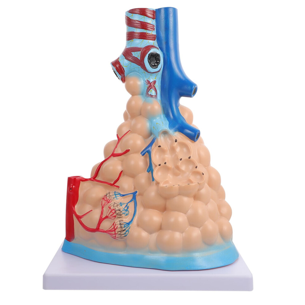 Respiratory Lung Model with Clear Lung Anatomy Display for Human Anatomy Teaching and Classroom Use
