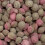 Dobsons Cola Pips 500g (Pack of 1) 2