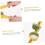 Egg Slicer and Strawberry Slicer Manual Kitchen Tool for Quick Fruit and Vegetable Cutting 2