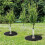 20PCS NonWoven Tree Mulch Ring Weed Control Mat with Adjustable Opening, 82cm Outdoor Protector 4