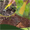 Weeding Tool with Sharp Loop Design, Ergonomic Comfort Grip, Durable Stainless Steel Root Puller 5