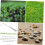 Garden Weeder Tool with Ergonomic Grip and Sharp Teeth, Stainless Steel Handheld Weed Puller 2