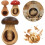 Wooden Screw Press Nutcracker with Ergonomic Mushroom Grip for Walnuts Hazelnuts Pecans Black 3