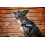 Julius-K9 IDC Powerharness, Blue, S/Mini 5