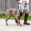 Halti HALTI No Pull Harness Size Large, Professional Dog Harness to Stop Pulling on the Lead, Easy to Use, Anti-Pull Training Aid, Adjustable, Reflective 2