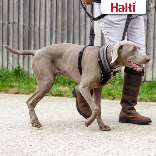 Halti HALTI No Pull Harness Size Large, Professional Dog Harness to Stop Pulling on the Lead, Easy to Use, Anti-Pull Training Aid, Adjustable, Reflective 1