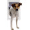 Perfect Pet Pet Door with Telescoping Frame, Medium, 7" x 11" Flap Size 1