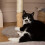Scruffs Scruffs Rockies Cat Scratching Tree 5