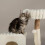 Scruffs Scruffs Himalayas Cat Scratching Tree 3