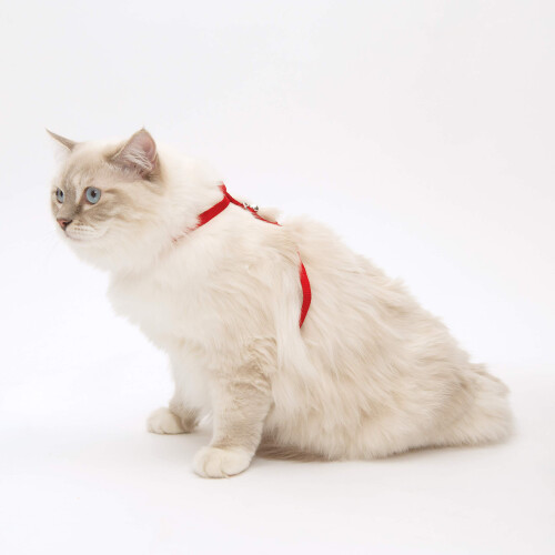 Catit Catit Nylon Adjustable Cat Harness, Medium, Black 1