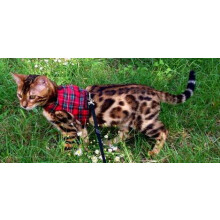 Mynwood Cat Jacket/Harness Royal Stewart Tartan Kitten up to 8month