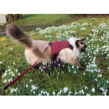 Mynwood Cat Jacket/Harness Royal Stewart Tartan Adult Cat