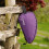 Lakeland Active Mosedale Waterproof Walking Boot Bag - Purple 3
