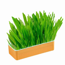 Kit idroponico per erba per gatti Erba per gatti senza coltivazione con erba gatta con una cassetta per casa in casa, arancione blu
