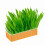 Hydroponic Cat Grass Kit Soil Free Growing Catnip Cat Grass με κουτί φύτευσης για εσωτερικ 1