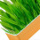 Hydroponic Cat Grass Kit Soil Free Growing Catnip Cat Grass με κουτί φύτευσης για εσωτερικ 2