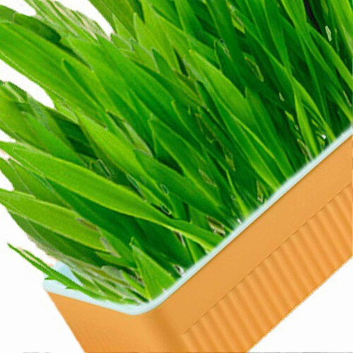 Hydroponic Cat Grass Kit Soil Free Growing Catnip Cat Grass με κουτί φύτευσης για εσωτερικ 1