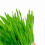 Hydroponic Cat Grass Kit Soil Free Growing Catnip Cat Grass με κουτί φύτευσης για εσωτερικ 4