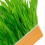 Hydroponic Cat Grass Kit Soil Free Growing Catnip Cat Grass με κουτί φύτευσης για εσωτερικ 3
