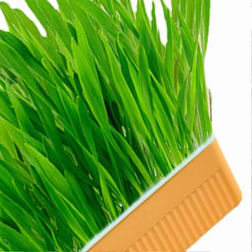 Hydroponic Cat Grass Kit Soil Free Growing Catnip Cat Grass με κουτί φύτευσης για εσωτερικ 2