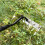 Manganese Steel Weed Puller Tool, 8Claw Hand Weeder with RustResistant Coating and Comfort Handle 2