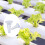 50pcs Replacement Pods Growing Baskets,Hydroponics System Kit,Plant Growing Containers For Hydroponics 4