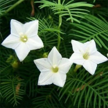 Cardinal Climber and White Cypress Vine Seeds for Trellis, Fast Growth, Attracts Butterflies, 25 Pack