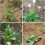 Garden Weeder Tool Long Handle AllSteel Weed Puller for Backyard Vegetable Gardening 2 Pack 4