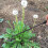 Garden Weeder Tool Long Handle AllSteel Weed Puller for Backyard Vegetable Gardening 2 Pack 3