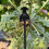Garden Weeder Tool Long Handle AllSteel Weed Puller for Backyard Vegetable Gardening 2 Pack 5