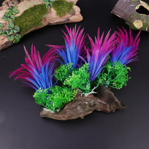 Plantes En Décor Aquatique 2