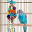 Parrot Hanging Stand 1pcs In Assorted Colors For Macaw 3