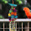 Parrot Hanging Stand 1pcs In Assorted Colors For Macaw 4