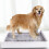 Hondentoilet Hondenpad Corgi Wit Kunststof 8