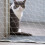 Huisdierveiligheidsnet De Kat Nylon -Ontsnappingsnet Kind Wit 4