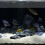 Decor Aquarium Kwartszand Natuurlijk Wit Bodemzand 8