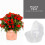 6St PP Plantenschaal Transparant Waterdicht Buiten 9