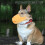 Orange Dog Muzzle for Small Dogs Breathable Anti Bite Lick Cover 7