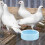 Bowl Smooth Surface Feeder Poultry Food Container 6