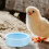 Bowl Smooth Surface Feeder Poultry Food Container 5
