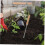 Dandelion Weeder with Ergonomic Wooden Handle, Durable Iron Garden Weed Puller Tool 5