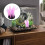 Silikon Aquarium Pflanzen Langlebig Sicher 4